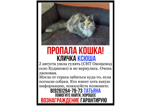 Пропала кошка в СНТ Овощевод, Богородский городской округ, село Кудиново