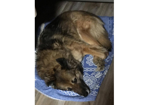 Пропала собака в Домодедово, село Растуново