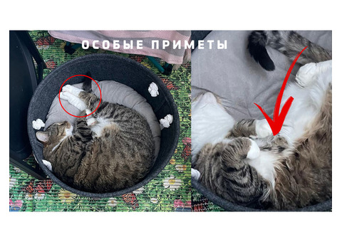 Пушкин пропал полосатый кот без породы