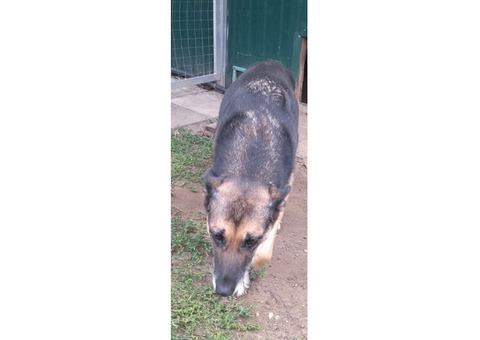 Пропала собака в г. Наро-Фоминск