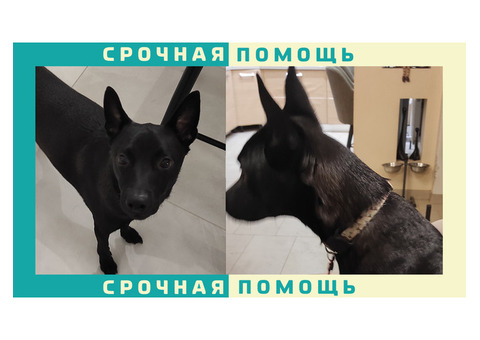 Наро-Фоминский р-он пропала черная собака без породы