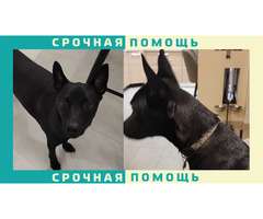 Наро-Фоминский р-он пропала черная собака без породы