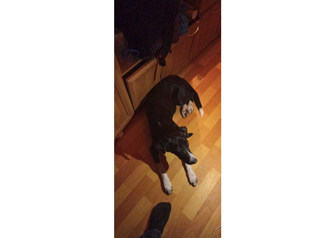 Найдена собака черно-белого окраса