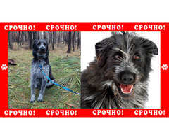 Екатеринбург пропала большая собака дратхар