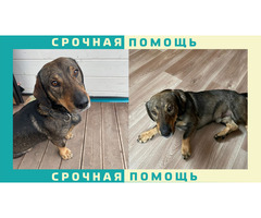 Нижний Новгород пропала собака, метис в коричневом ошейнике