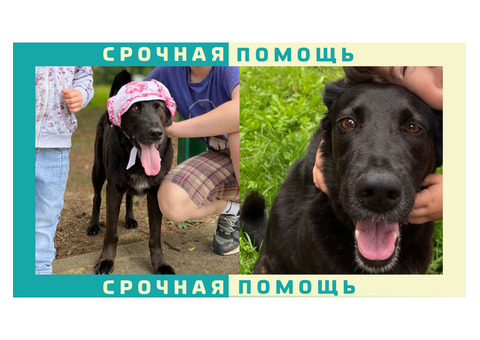 В Домодедово, Городок-15 пропала черная собака без породы