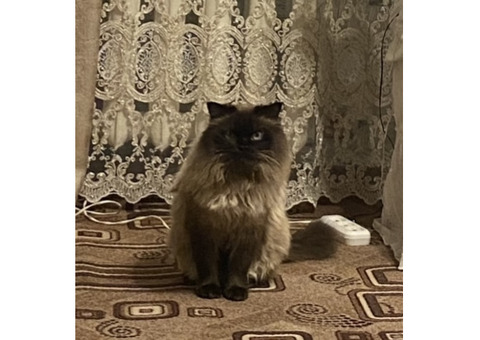 В Воронеже потерялся кот