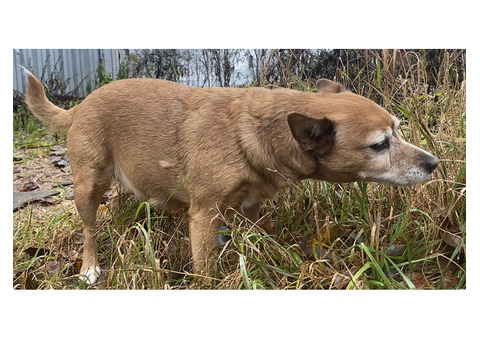 В Ленинградской области,в Выборге пропала маленькая рыжая собака