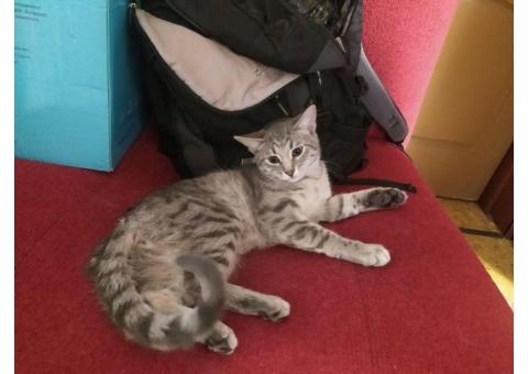 В районе Перово пропала кошка