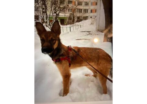 В Москве собака Гера!