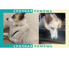 В Москве пропала собака дворняжка. На левой передней лапе шов после операции.