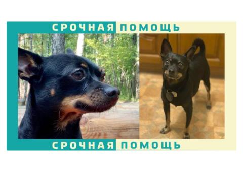 Той-терьер пропал в  Красногорске