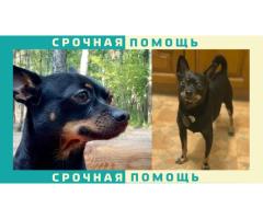 Той-терьер пропал в Красногорске