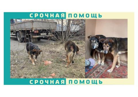 Убежало две собаки дворняжки. Калужская область
