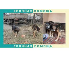Убежало две собаки дворняжки. Калужская область