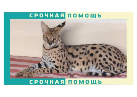 Сервал пропал в Одинцовском районе