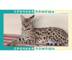 Сервал пропал в Одинцовском районе