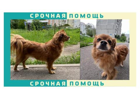 Тибетский спаниель убежал в районе Измайлово