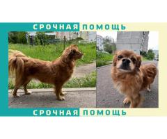 Тибетский спаниель убежал в районе Измайлово