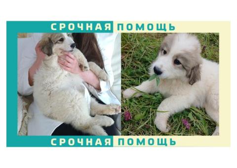 Пропал щенок Горной перинейской собаки в д. Елизаветино, Дмитровский округ, рядом Яхрома