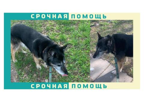 В Москве пропала собака, рядом парк Сокольники