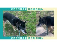 В Москве пропала собака, рядом парк Сокольники