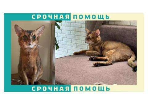 Абиссинская кошка пропала деревня Сафонтьево, Истринского района