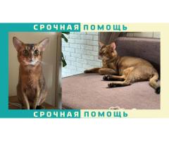 Абиссинская кошка пропала деревня Сафонтьево, Истринского района