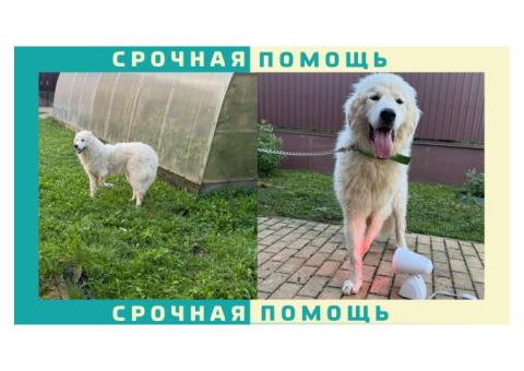 Горная Пиренейская собака пропала в Истринском районе