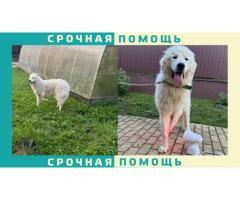 Горная Пиренейская собака пропала в Истринском районе