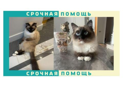 Убежала кошка породы Бирма в д. Боброва Ленинского района