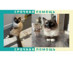 Убежала кошка породы Бирма в д. Боброва Ленинского района