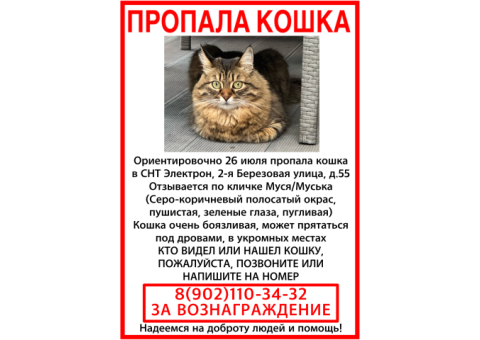 В Астрахани пропала кошка