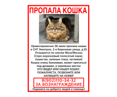 В Астрахани пропала кошка