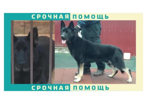 Восточно Европейская Овчарка пропала в районе Санкт-Петербурга