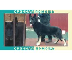 Восточно Европейская Овчарка пропала в районе Санкт-Петербурга