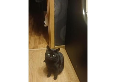 ПОТЕРЯЛСЯ ЧЕРНЫЙ КОТ