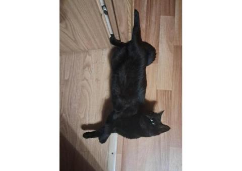ПОТЕРЯЛСЯ ЧЕРНЫЙ КОТ