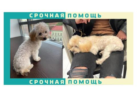 Собака породы Мальтипу пропала в Ленинградской области