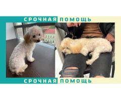 Собака породы Мальтипу пропала в Ленинградской области
