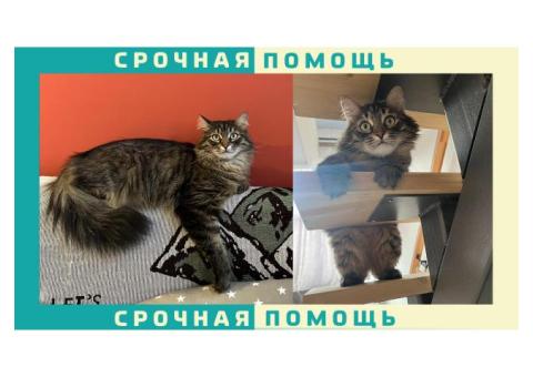 Пропала кошка: Владимирская область | поселок Асерхово