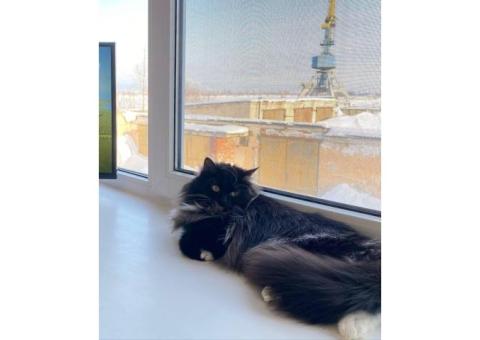 Кошка Речной Порт Казань