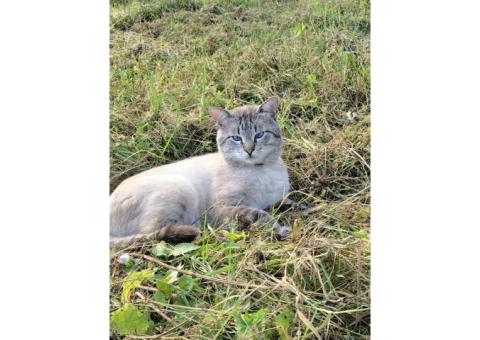 В Королеве пропал Кот, 4 года .тебби пойнт