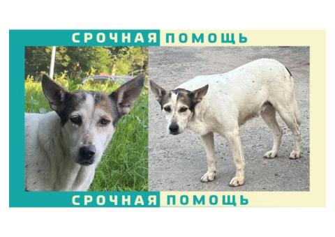 Дворняжка пропала в Клинском районе, село Троицкое, село Петровское