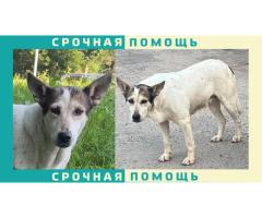 Дворняжка пропала в Клинском районе, село Троицкое, село Петровское