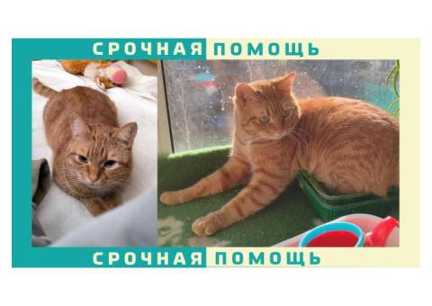 Протвино пропал рыжий кот