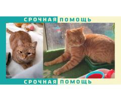 Протвино пропал рыжий кот