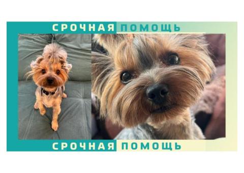 Йоркширский терьер пропал в Ивантеевке