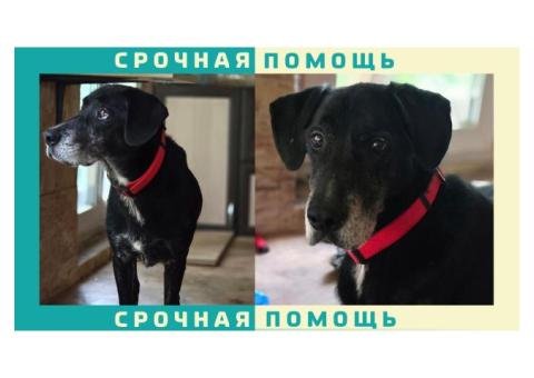 Раменский район пропала собака, дворняжка в красном ошейнике