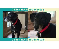 Раменский район пропала собака, дворняжка в красном ошейнике